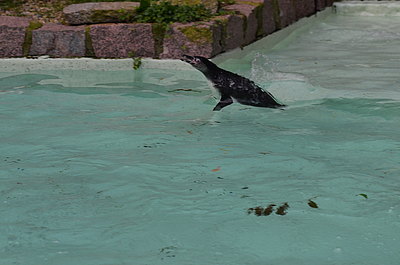 Humboldtpinguin