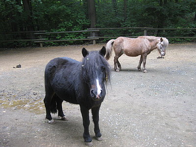 Shetlandpony schwarz 