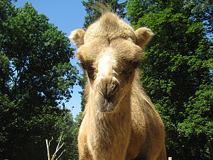 Trampeltiertaufe im Tierpark Zittau