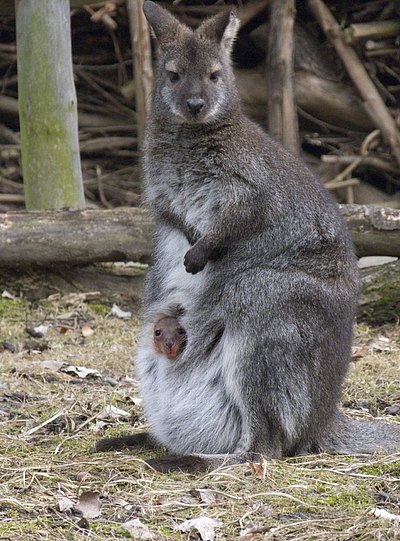 Känguru Jungtier streckt seinen kopf aus dem Beutel 