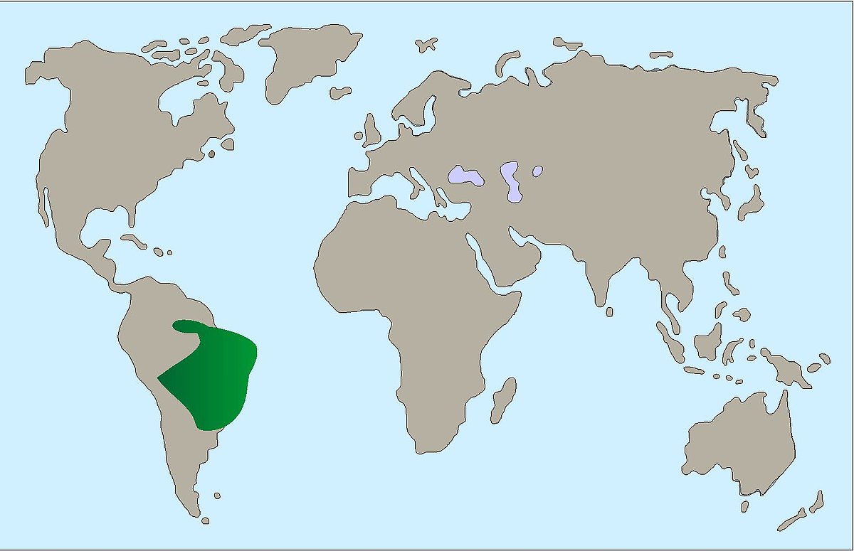 Gürteltier Verbreitung Karte 