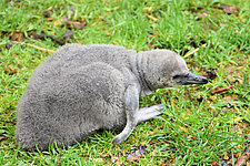 Pinguinkueken-im-Tierpark-Zittau.jpg 