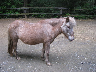 Shetlandpony hellbraun 