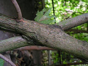 Ahornjurte Naturbau 