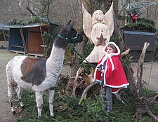 4. Dezember Adventsstimmung im Tierpark Zittau