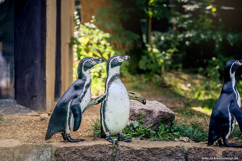 Pinguinfütterung Zoo Zittau