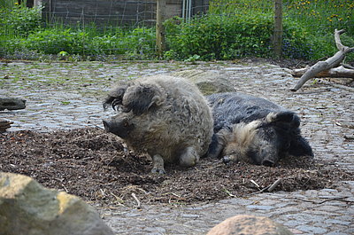Wollschweine 