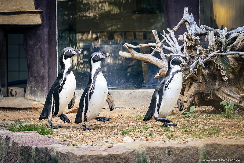 Fütterungszeit 15:30 Uhr Pinguine Zoo Zittau Dreiländereck