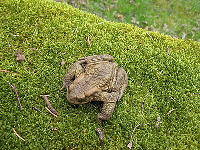 Kröte 