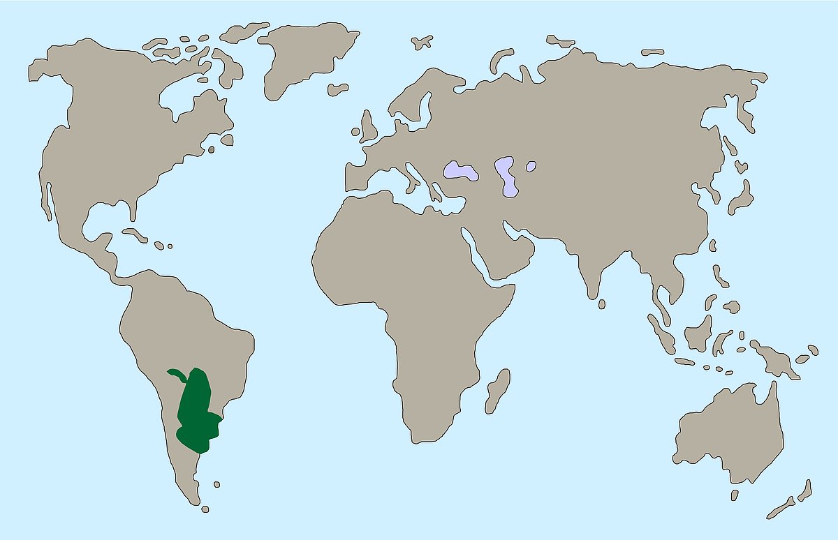 Verbreitung Karte Mönchssittig 