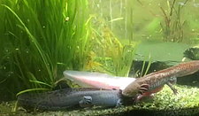 Liebestaumel-im-Axolotl-Reich.jpg 
