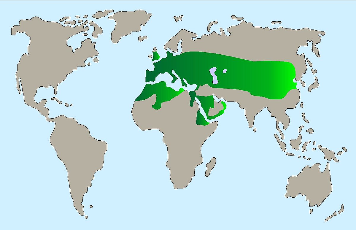 Steinkauz Verbreitung Karte 