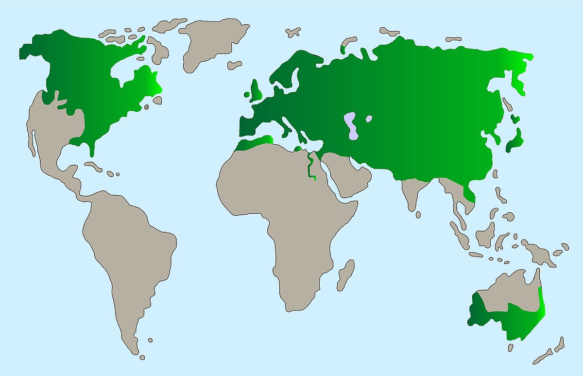 Verbreitung Karte Rotfuchs 