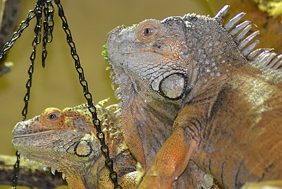 Grüner Leguan 