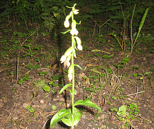 Botanische Raritäten im Tierpark Zittau