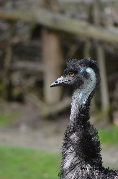 Emu Nahaufnahme