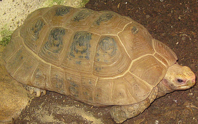 Gelbkopfschildkröte Nahaufnahme 