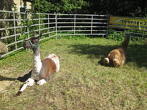 Lamas bei der Historik