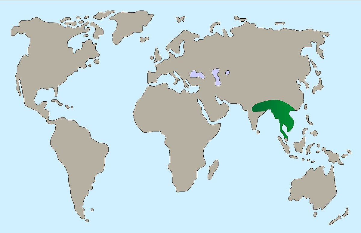 Gelbkopfschildkröte Verbreitung Karte 
