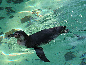 Pinguin