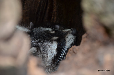 Waschbär Kopf