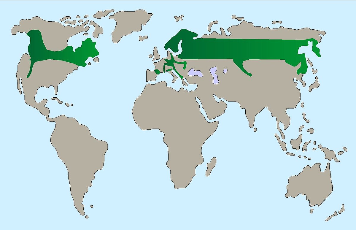 Raufusskauz Verbreitung Karte 