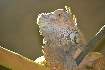 Grüner Leguan