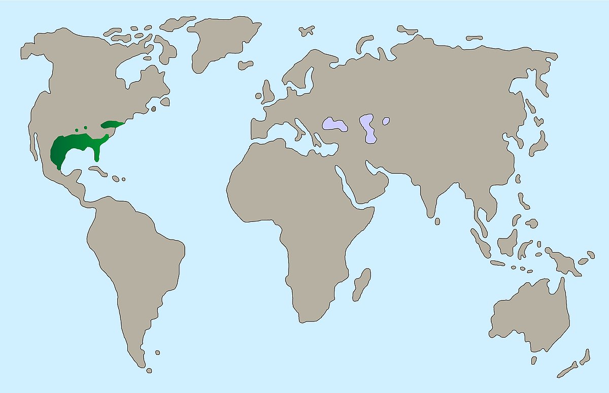 Verbreitung Karte Kornnatter 