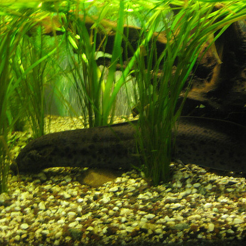 Afrikanischer Lungenfisch