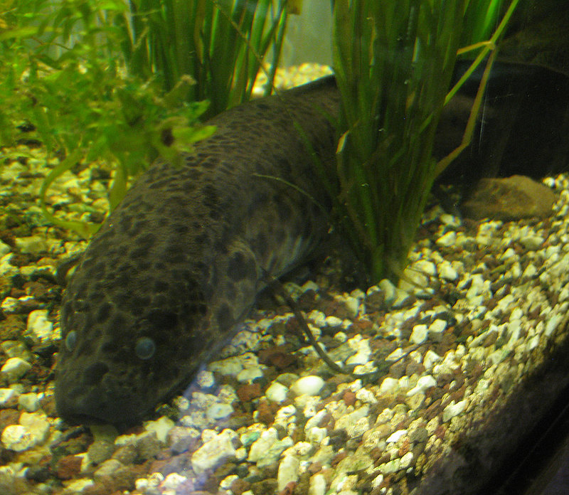 Afrikanischer Lungenfisch - Treuer Hundeblick