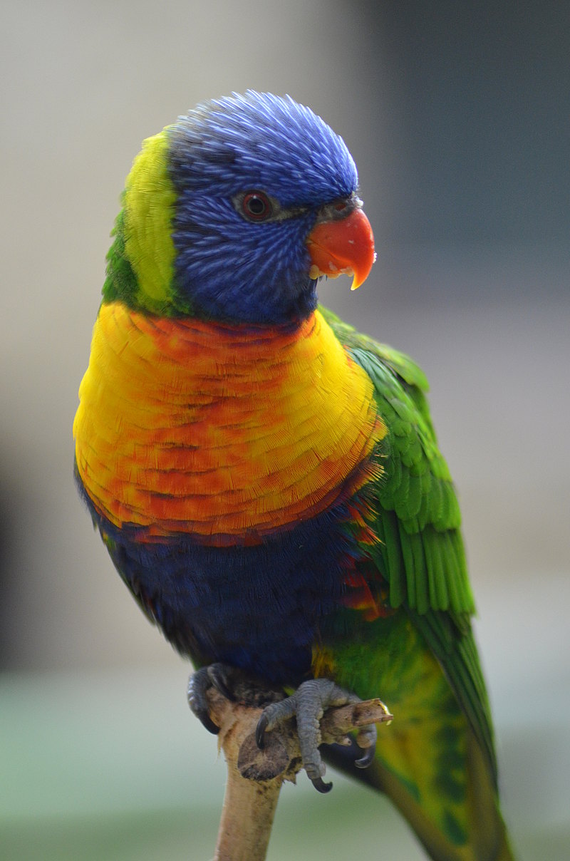 Allfarbgebirgsloris alle Farben-dieser-Welt