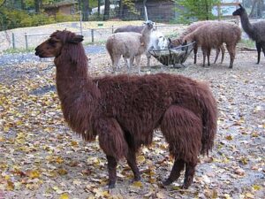 Alpaka Max im Winterkleid