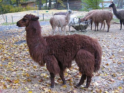 Alpaka Max im Winterkleid