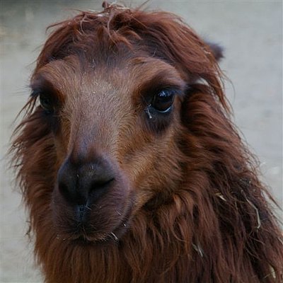 Alpaka-Max Allfarbgebirgsloris alle Farben-dieser-Welt