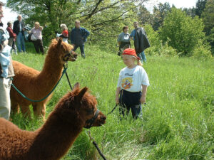 Alpakas auf Tour