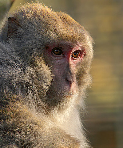 Alter Herr Rhesusaffe mit 26 Jahren