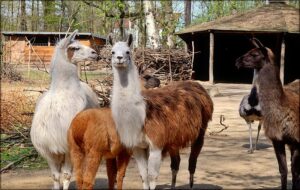 Auf den passen wir auf Lama Muttis