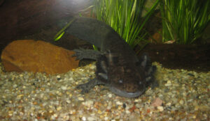 Axolotl Bitte recht freundlich