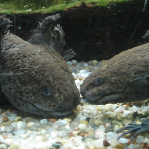 Axolotl beim Plausch