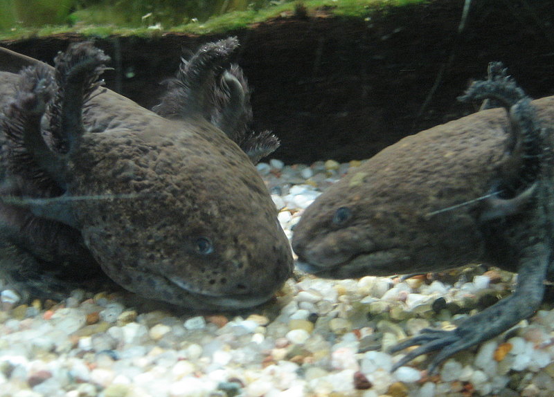 Axolotl beim Plausch