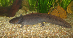 Axolotl in typischer Wildfaerbung