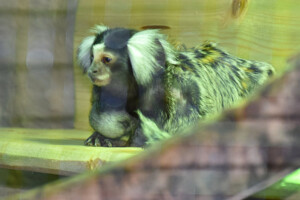 Baby Weissbueschelaeffchen