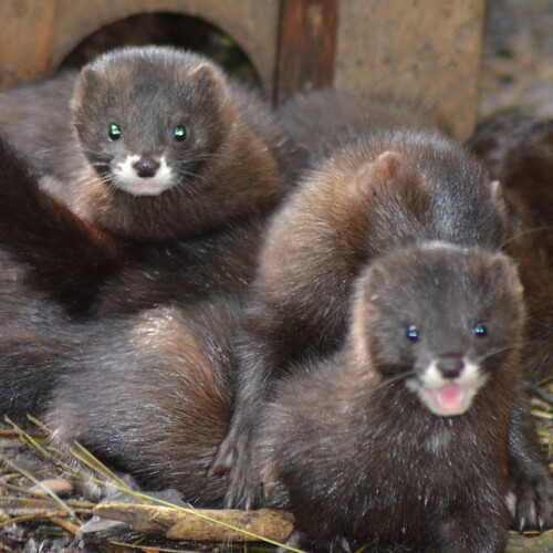 Balgen macht Spass Junge Europaeische Nerze