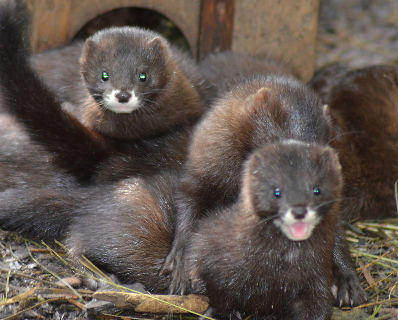 Balgen macht Spass Junge Europaeische Nerze