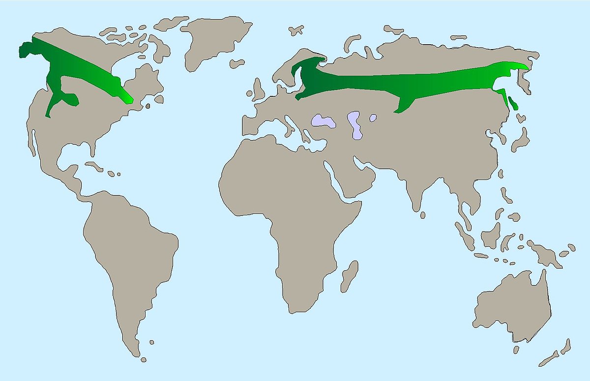 Bartkauz Karte c9e8ae7ea3