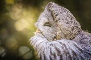 Bartkauz Seitenaufnahme