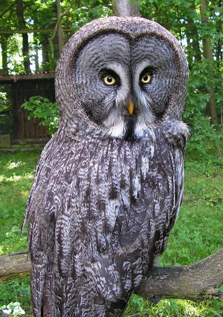 Bartkauz im Tierpark Zittau