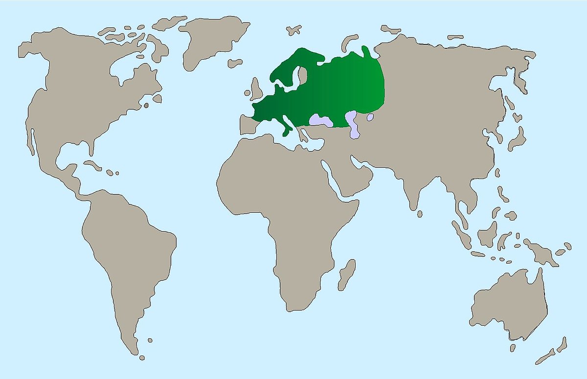 Baummarder Karte 4c9b869b35