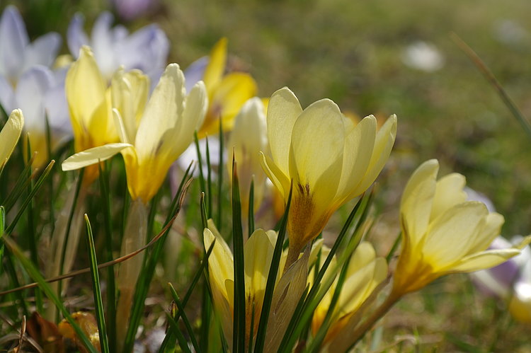Bluetenrausch im Tierpark Zittau