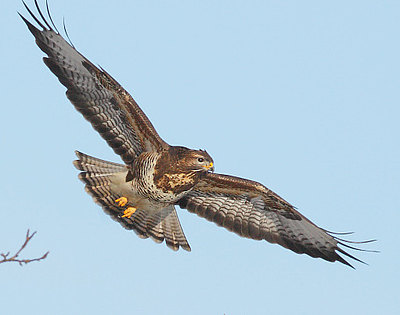 Bussard im Flug Foto Andreas Heiland